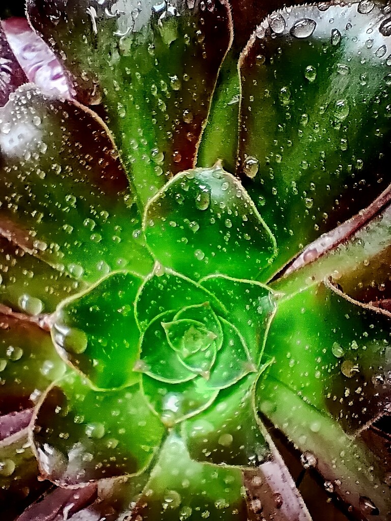 Cactus in the rain by jeneurell