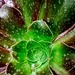 Cactus in the rain