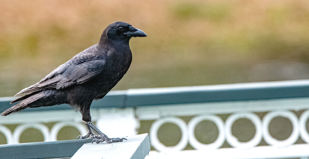 Crow on the Railing! by rickster549