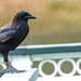 Crow on the Railing! by rickster549