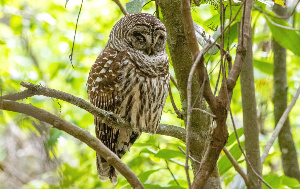 Barred Owl Taking a Snooze! by rickster549