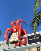 8th Mar 2024 - Are lobsters taking over the world?