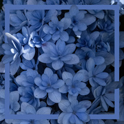 8th Mar 2024 - hydrangeas are blue