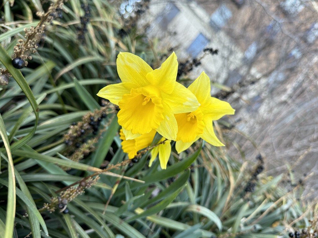 Daffodils  by blackmutts