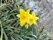 8th Mar 2024 - Daffodils 