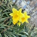 Daffodils  by blackmutts