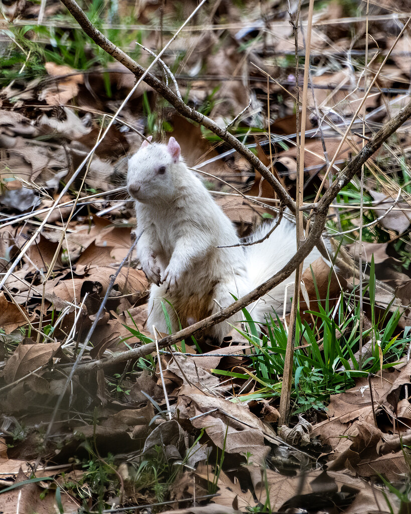 White Squirrel by cwbill
