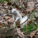 White Squirrel by cwbill