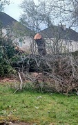 6th Mar 2024 - Fallen Tree
