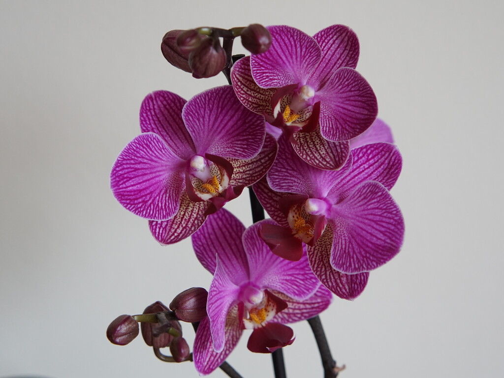 a new orchid by quietpurplehaze