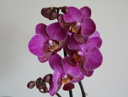 9th Mar 2024 - a new orchid