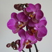 a new orchid by quietpurplehaze