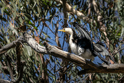 6th Mar 2024 - Just drying my wings