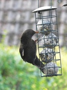 8th Mar 2024 - Young Starling