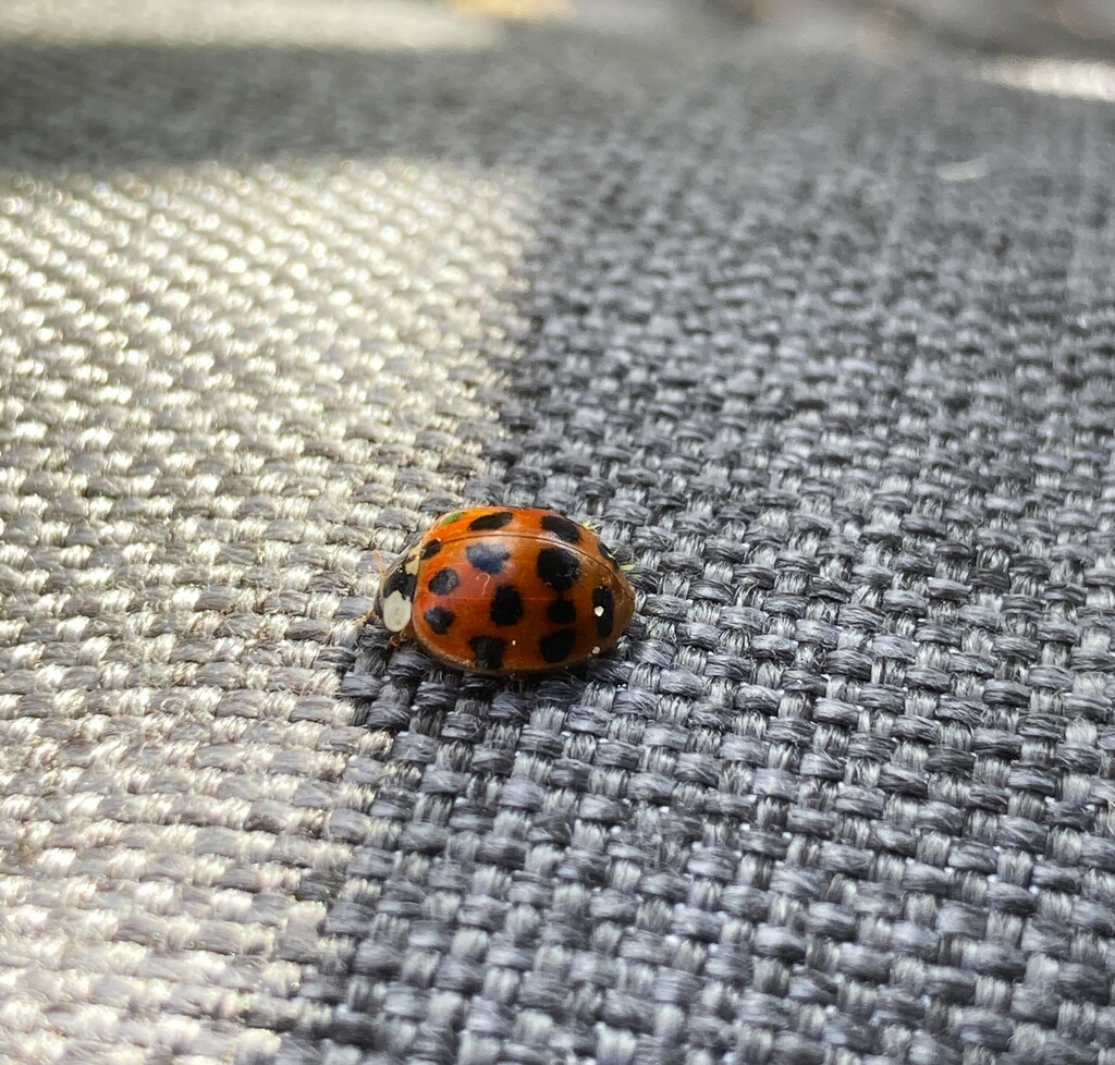 First ladybird by 365anne