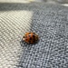 First ladybird by 365anne