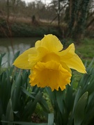 9th Mar 2024 - Just yellow 