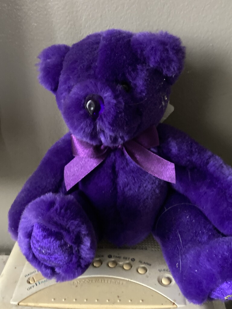Purple Bear  by spanishliz