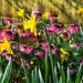 Spring Flowers by carole_sandford