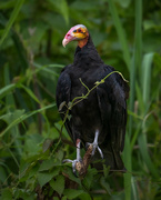 28th Feb 2024 - Greater Yellow-headed Vulture
