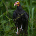 Greater Yellow-headed Vulture by nicoleweg