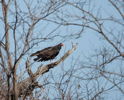 9th Mar 2024 - Turkey Vulture