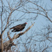 Turkey Vulture by bobbic