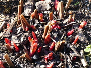8th Mar 2024 - Red Shoots