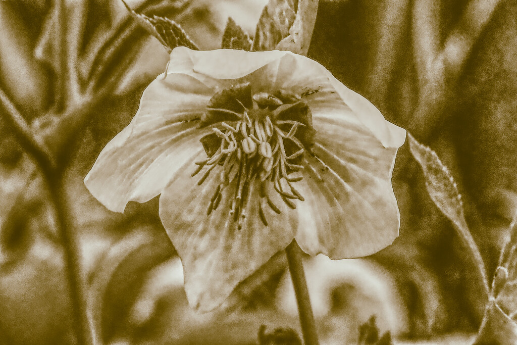 Hellebores in sepia by neil_ge