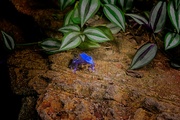 9th Mar 2024 - Blue Poison Dart Frog 