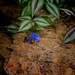 Blue Poison Dart Frog  by billyboy