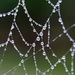 Webs we weave  by denisen66