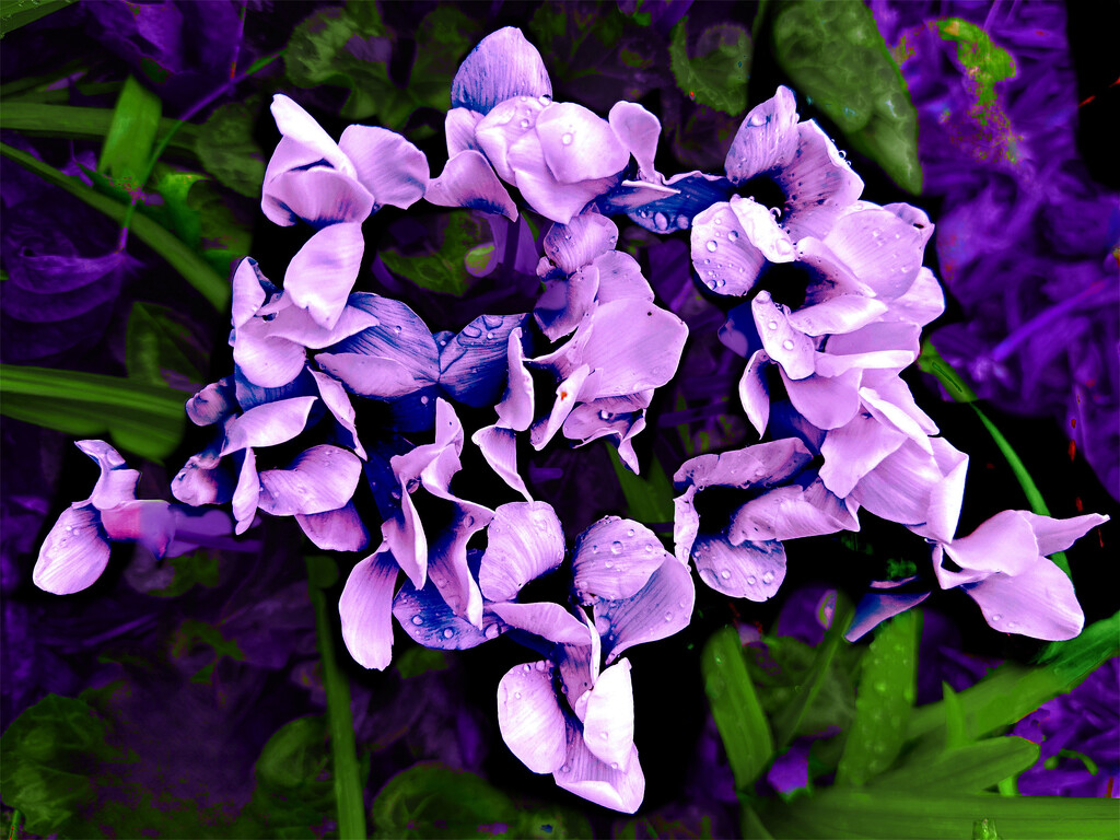 Purple Cyclamen by shutterbug49