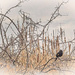 A Bird in the Bush by gardencat