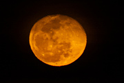 26th Feb 2024 - An orange moon...