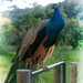 Big Bird by Weezilou