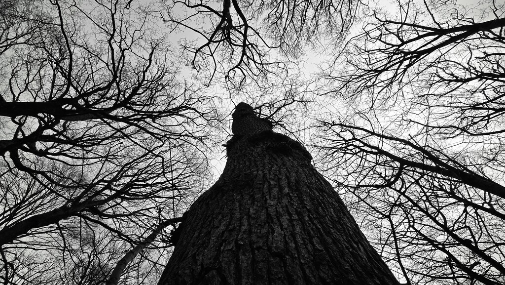 69/366 - Towering trees by isaacsnek