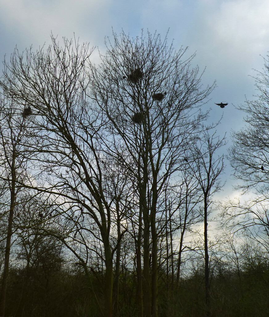  Crows Nests. by wendyfrost