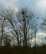 7th Mar 2024 -  Crows Nests.