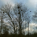  Crows Nests. by wendyfrost