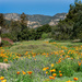 Santa Barbara Botanic Gardens by Weezilou