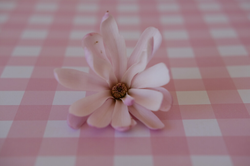 Pink magnolia by brigette