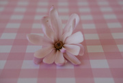 10th Mar 2024 - Pink magnolia