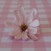 Pink magnolia by brigette