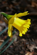 9th Mar 2024 - Daffodil 