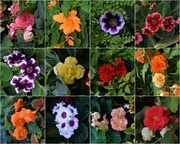 10th Mar 2024 - Collage Of Flowers ~