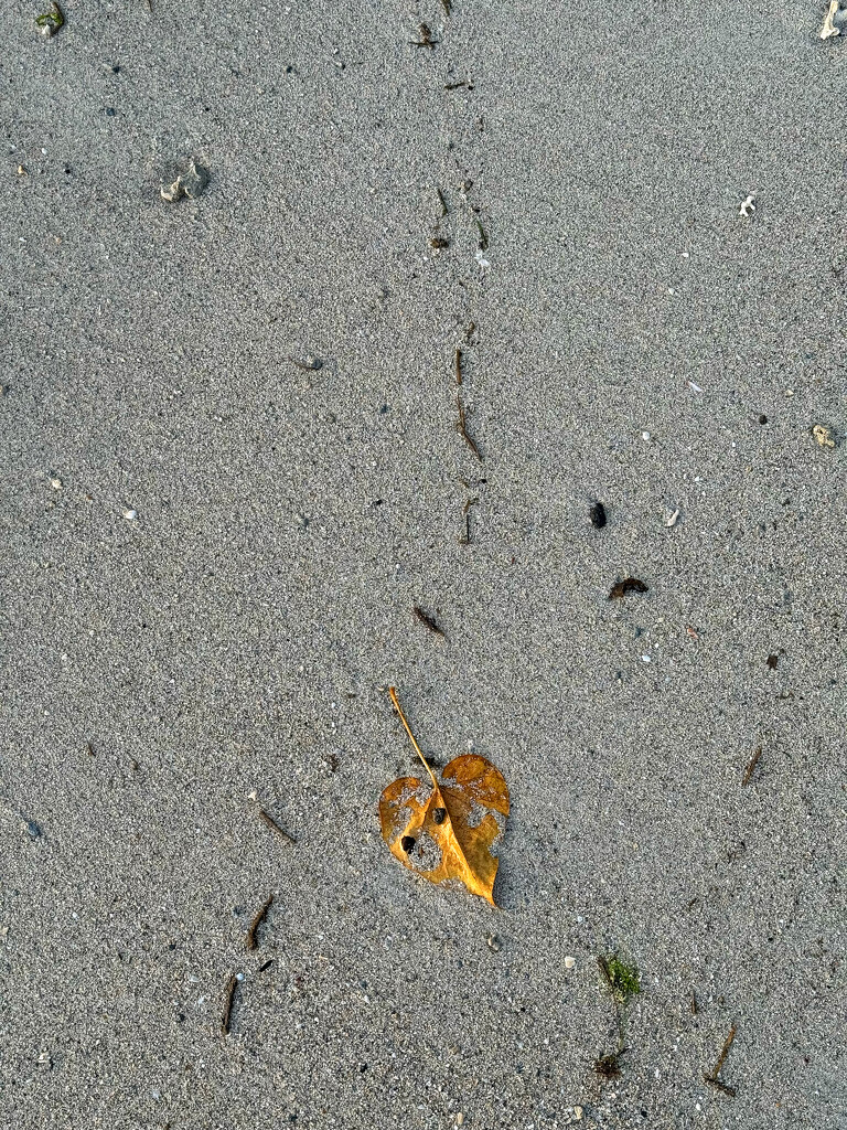 Yellow heart leaf on the sand.  by cocobella