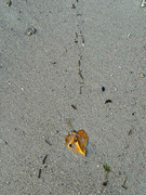 10th Mar 2024 - Yellow heart leaf on the sand. 