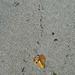 Yellow heart leaf on the sand.  by cocobella