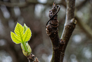 9th Mar 2024 - Tiny Fig leaf...